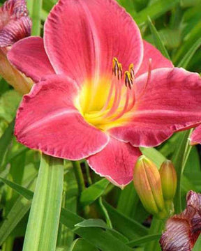 Hémérocalle Charles Johnston Lys dun jour - Fleurs vivaces - Hemerocallis Charles Johnston