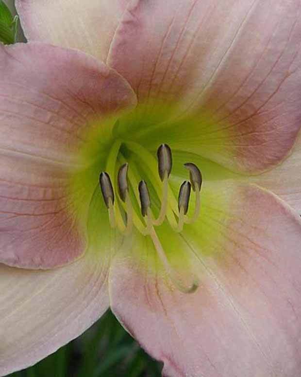 Hémérocalle Catherine Woodbery Lys d un jour - Fleurs vivaces - Hemerocallis Catherine Woodbury