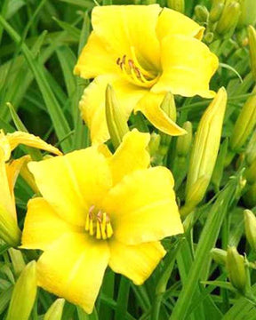 Hémérocalle Eenie Weenie Lys d un jour - Fleurs vivaces - Hemerocallis Eenie Weenie