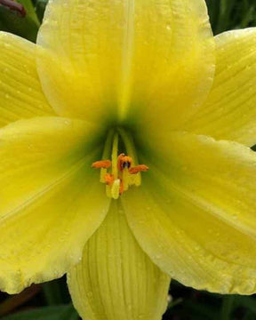 Hémérocalle Green Flutter - Fleurs vivaces - Hemerocallis Green Flutter