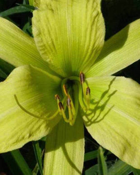 Hémérocalle Greenland - Fleurs vivaces - Hemerocallis Greenland