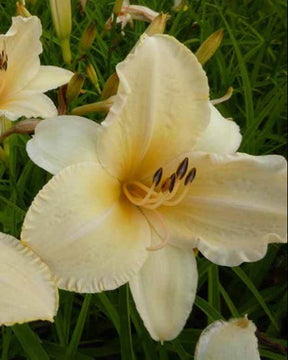 Hémérocalle Helle Berlinerin - Fleurs vivaces - Hemerocallis Helle Berlinerin