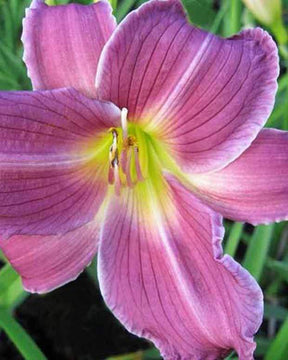 Hémérocalle Indian Giver - Fleurs vivaces - Hemerocallis Indian Giver