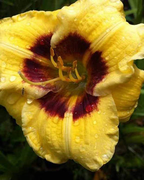 Hémérocalle Jason Salter Lys d un jour - Fleurs vivaces - Hemerocallis Jason Salter