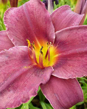 Hémérocalle Minstrel Boy - Fleurs vivaces - Hemerocallis Minstrel Boy