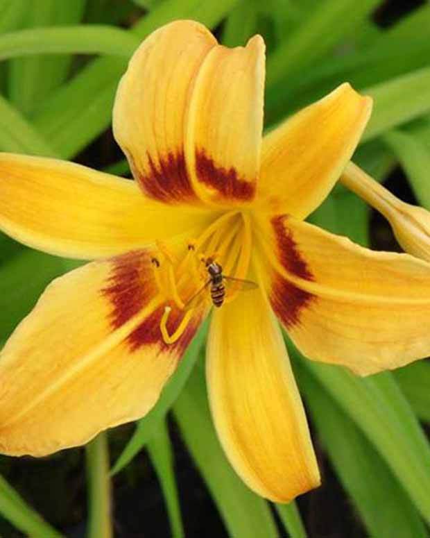 Hémérocalle Mikado - Fleurs vivaces - Hemerocallis Mikado