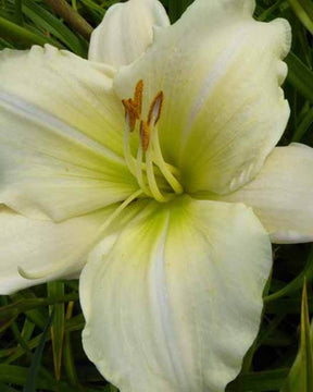 Hémérocalle Nanuq Lys d un jour - Fleurs vivaces - Hemerocallis Nanuq