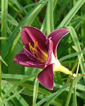 Hémérocalle Olive Baily Langdon Lys d un jour - Fleurs vivaces - Hemerocallis Olive Baily Langdon