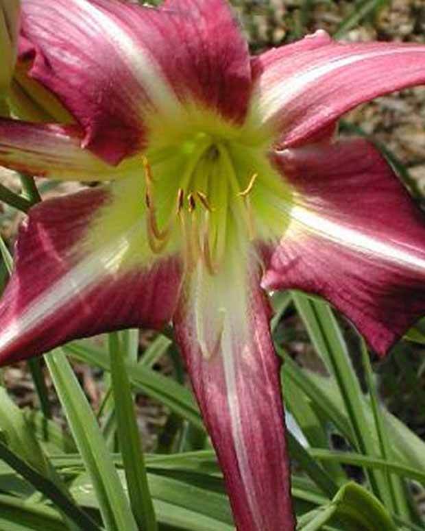 Hemerocalle Peacock Maiden - Fleurs vivaces - Hemerocallis Peacock Maiden