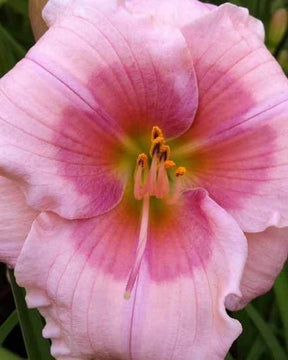 Hémérocalle Strawberry Candy Lys d un jour - Fleurs vivaces - Hemerocallis Strawberry Candy