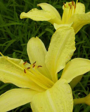 Hémérocalle Silver King - Fleurs vivaces - Hemerocallis Silver King