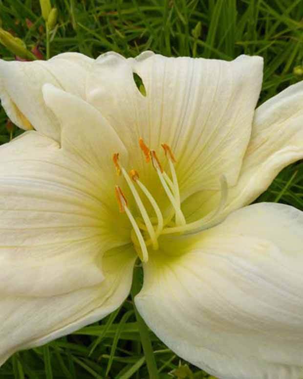 Hémérocalle Serena Madonna - Fleurs vivaces - Hemerocallis Serena Madonna