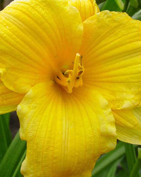 Hémérocalle Texas Sunlight - Fleurs vivaces - Hemerocallis Texas Sunlight