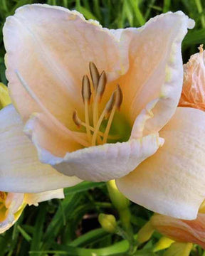 Hémérocalle White Temptation - Fleurs vivaces - Hemerocallis White Temptation