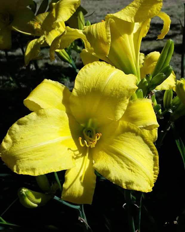 Hémérocalle Jannick s Choice Lys d un jour - Fleurs vivaces - Hemerocallis Jannicks Choice