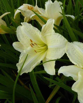 Hémérocalle Joan Senior - Fleurs vivaces - Hemerocallis Joan Senior