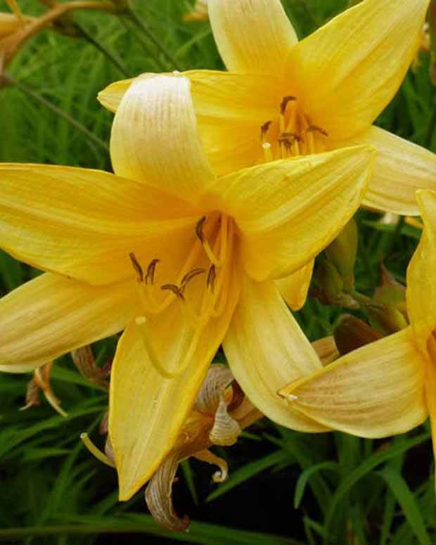 Hémérocalle de Middendorff - Fleurs vivaces - Hemerocallis middendorffii