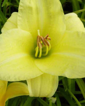 Hémérocalle Rain Song - Fleurs vivaces - Hemerocallis Rain Song