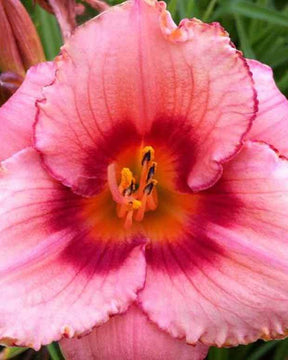 Hémérocalle Strawberry Swirl - Fleurs vivaces - Hemerocallis Strawberries Swirl