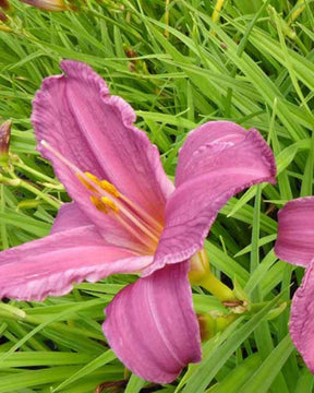 Hémérocalle Summer Wine - Fleurs vivaces - Hemerocallis Summer Wine