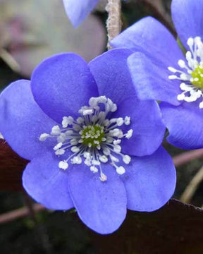 Anémone hépatique Hépatique noble - jardins - HEPATICA NOBILIS