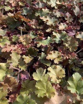 Heuchère Amberosus - Heuchères - Heuchera Amberosus