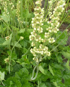 Heuchère Green Ivory - Heuchères - Heuchera Green Ivory