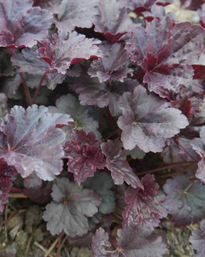 Heuchère Black Sea - Heuchères - Heuchera Black Sea