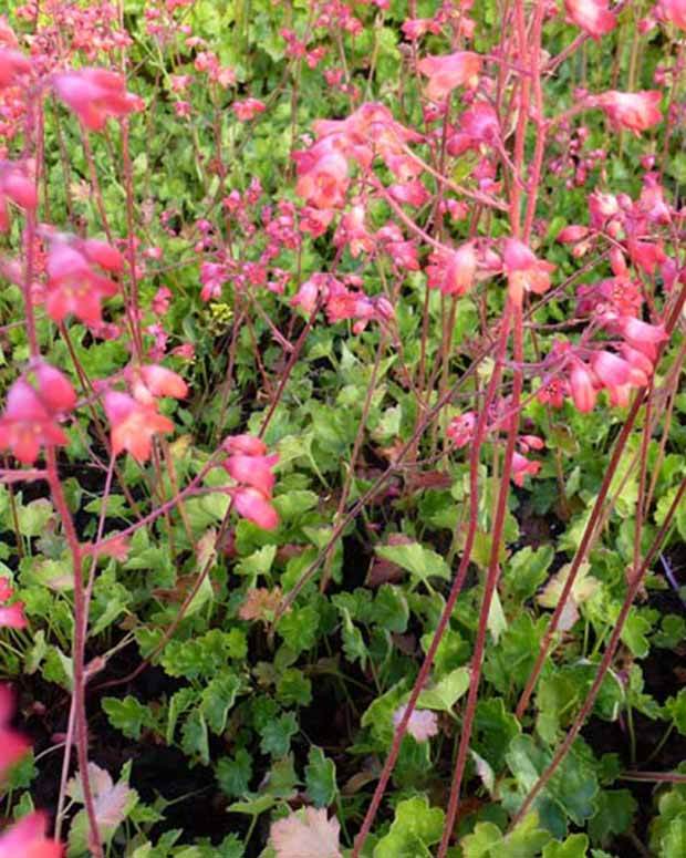 Heuchère Red Spangles - Heuchères - HEUCHERA BRIZOIDES RED SPANGLES