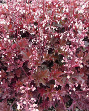 Heuchère Crimson s Curls - Heuchères - Heuchera Crimson Curls