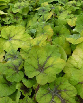 Heucherella Citrus shock - Heuchères - HEUCHERELLA HYBRIDE CITRUS SHOCK