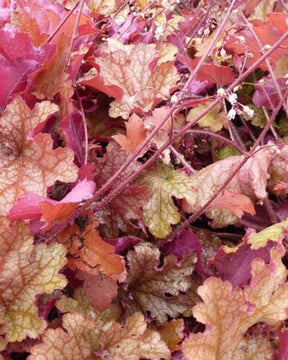 Heuchère Ginger Peach - Heuchères - Heuchera Ginger Peach