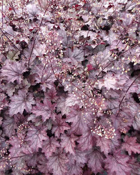 Heuchère Amethyst Myst - Heuchères - Heuchera Amethyst Myst