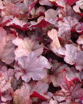 Heuchère Beaujolais - Heuchères - Heuchera Beaujolais