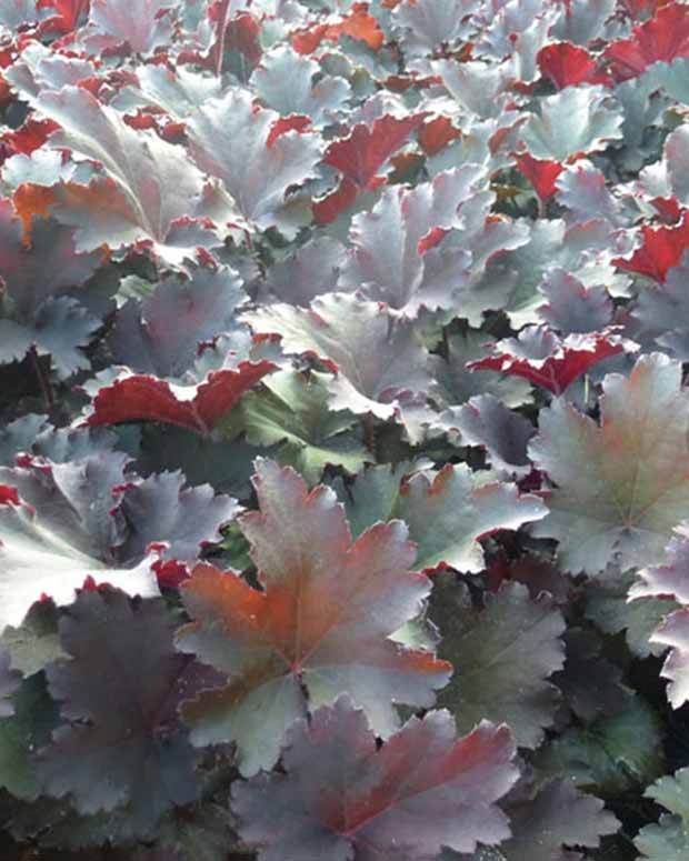 Heuchère Binoche - Heuchères - Heuchera Binoche