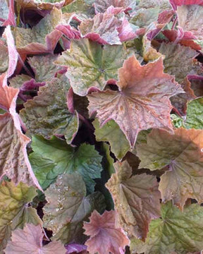 Heuchère Brownies - Heuchères - Heuchera Brownies