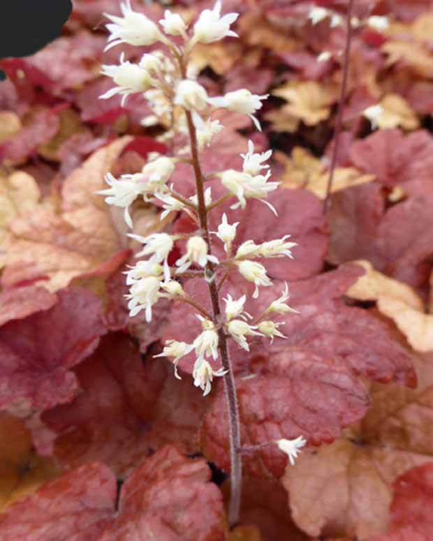 Heucherella Buttered Rum - Heuchères - HEUCHERELLA HYBRIDE BUTTERED RUM