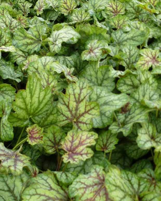 Heuchère Green Spice - Heuchères - Heuchera Green Spice