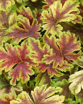 Heucherella Golden Zebra - Heuchères - HEUCHERELLA HYBRIDE GOLDEN ZEBRA