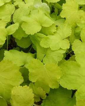 Heucherella Happy Hour Lime - Heuchères - Heucherella Happy Hour Lime