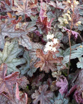 Heuchèrelle Infinity - Heuchères - x Heucherella Infinity