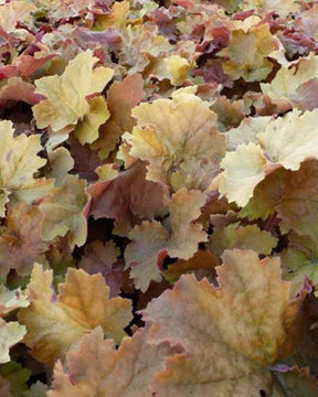 Heuchère Kassandra - Heuchères - Heuchera Kassandra