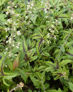 Heuchèrelle Kimono - Heuchères - x Heucherella Kimono