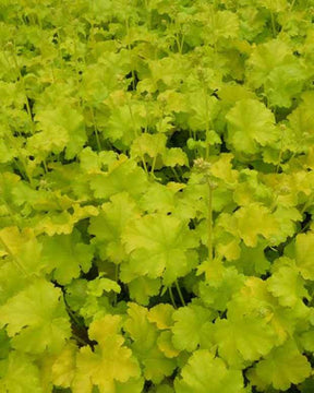 Heuchère Lime Marmalade - Heuchères - Heuchera Lime Marmalade