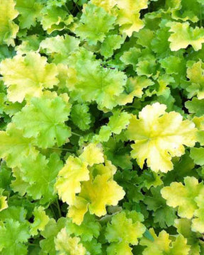 Heuchère Lime Rickey - Heuchères - Heuchera Lime Rickey