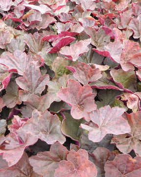 Heuchère Magnum - Heuchères - Heuchera Magnum