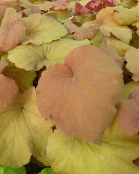 Heuchère Mega Caramel - Heuchères - Heuchera Mega Caramel