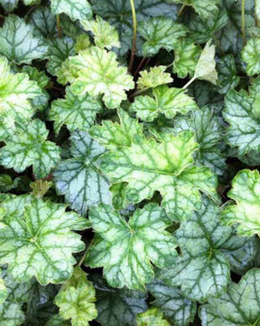 Heuchère Frost - Heuchères - Heuchera Mint Frost