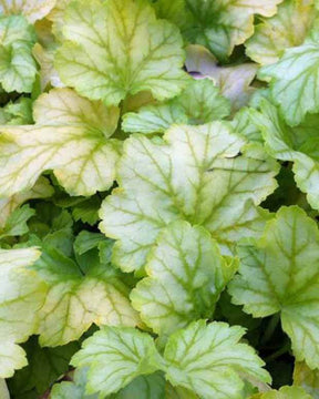 Heuchère Julep - Heuchères - Heuchera Mint Julep