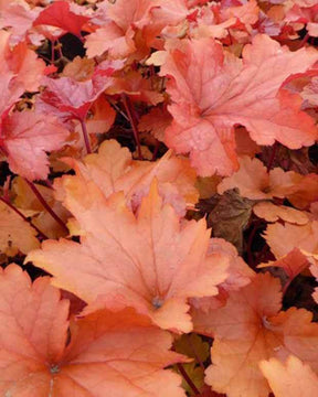 Heuchère Paprika - Heuchères - Heuchera Paprika